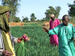 Le violet de Galmi, l�oignon nig�rien, irrigue les march�s ouest-africains avec ses 400.000 tonnes produites par an. � Galmi m�me,...