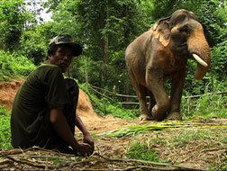 Dans un h�pital pour �l�phants en Tha�lande, hommes et b�tes se c�toient durant de longs mois. Le destin des uns s�imbrique � celu...