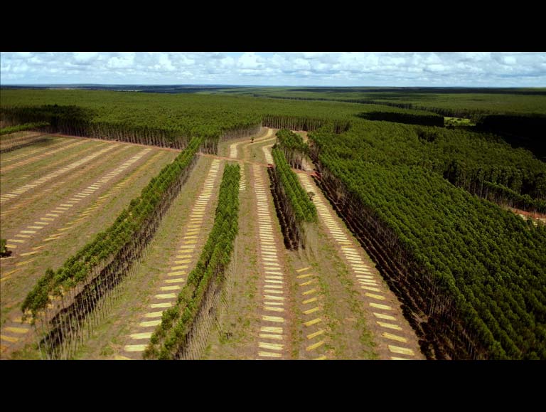 Treewashing, the Planting Illusion by François-Xavier DROUET